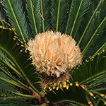 cycad02 150