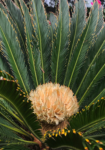 cycad02 350